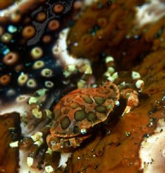 sea cucumber climber,indonesia by Gregory Grant 